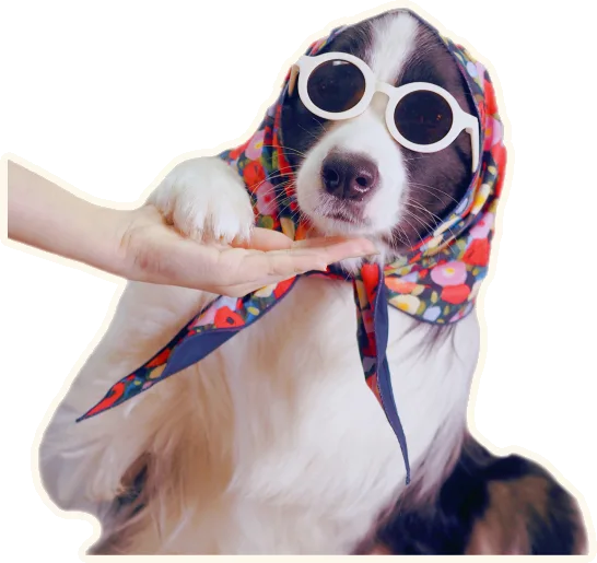 Waffle in a floral bandana, dressed by a helping hand