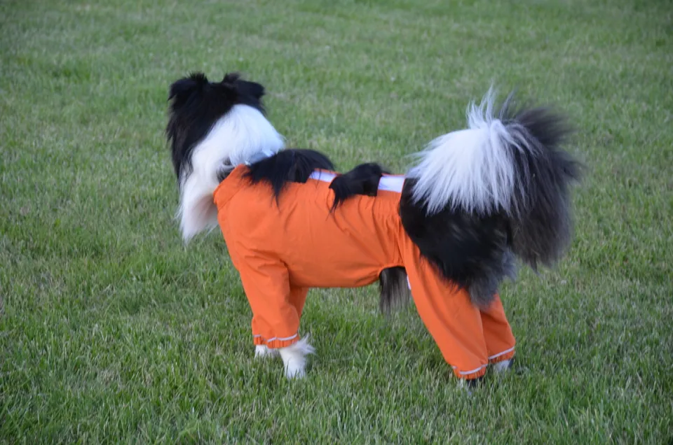 Waffle wearing his two-piece raincoat on the grass