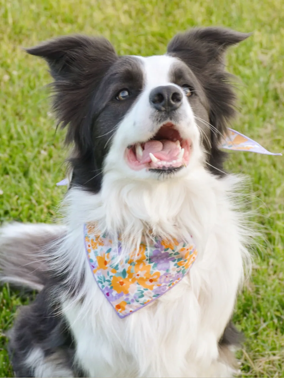 Pastel Purrfection Bandana, view 4