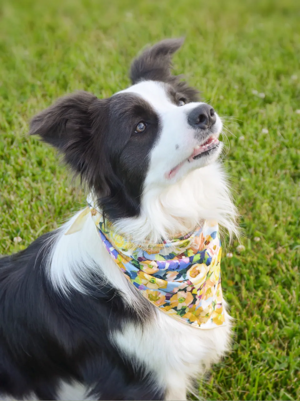 Spring Serenade Bandana, view 4