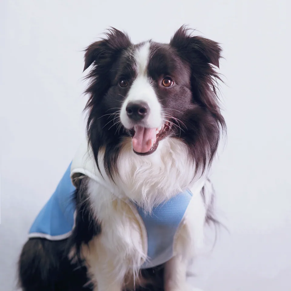 ChillPaw Cooling Vest, view 3