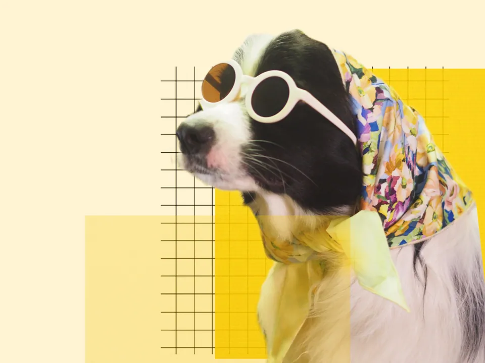 Waffle’s wardrobe in a sunny collage