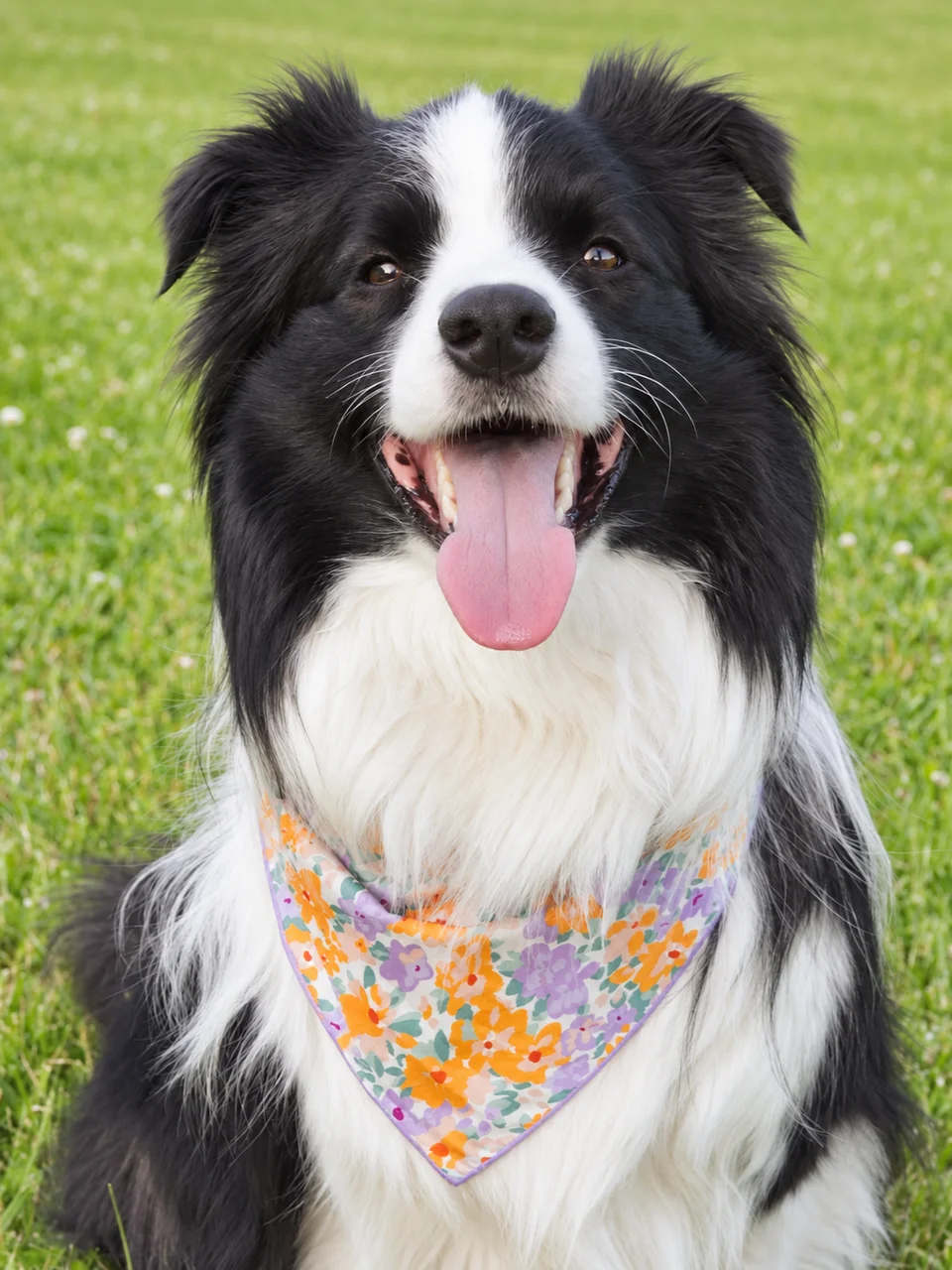 Pastel Purrfection Bandana
